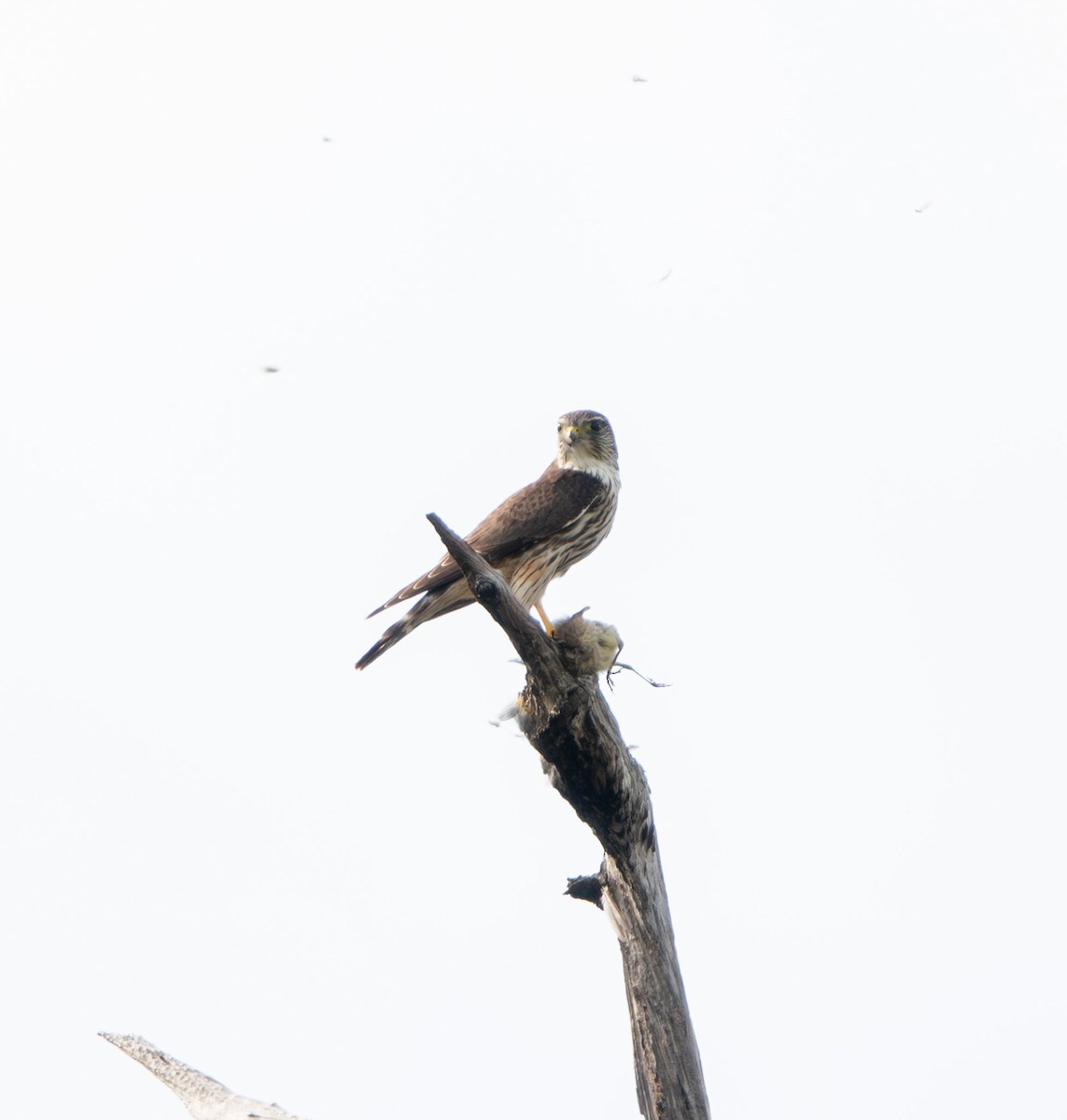 Merlin - ML646367822