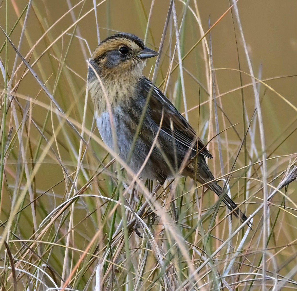 Nelson's Sparrow - ML646367823