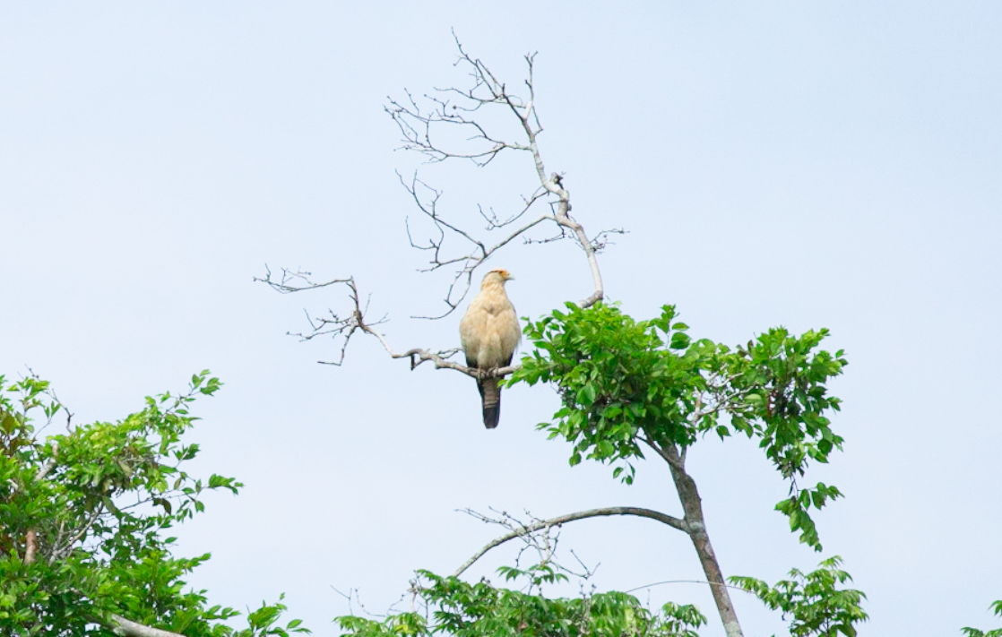 Yellow-headed Caracara - ML646367824