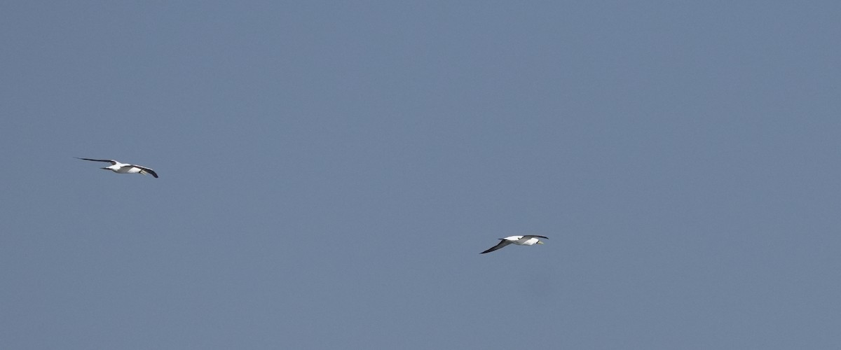 Masked Booby - ML646367825