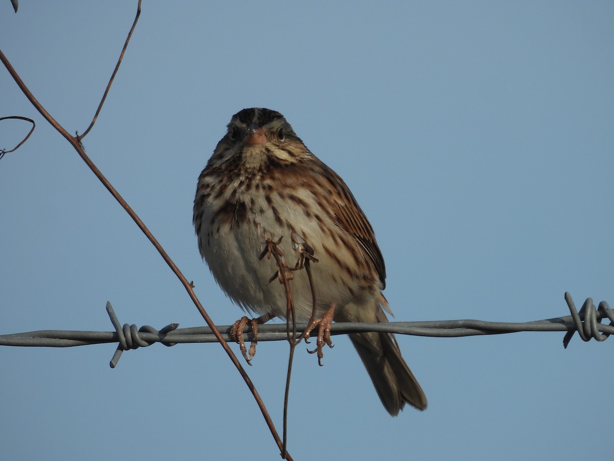 Savannah Sparrow - ML646367826