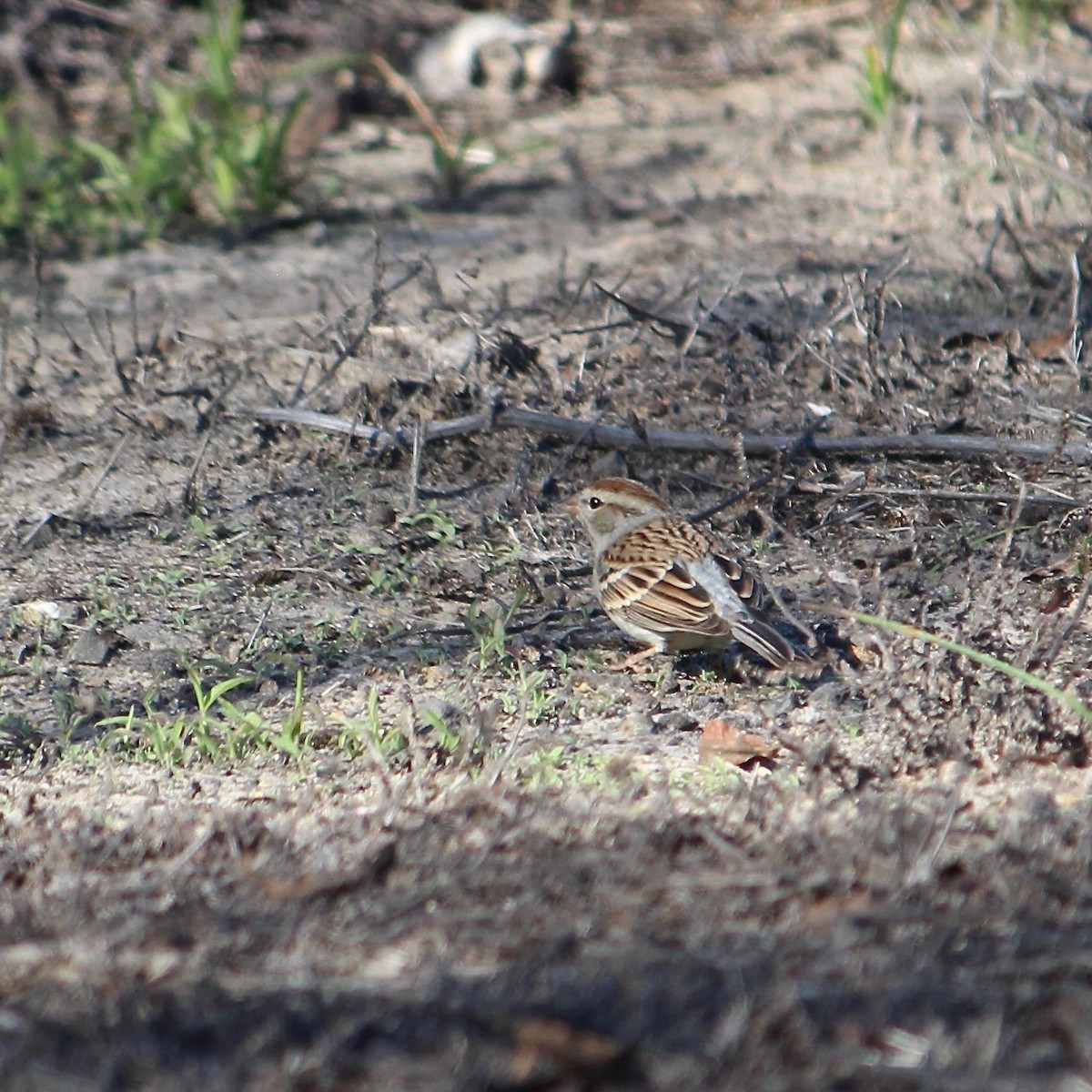 Chipping Sparrow - ML646367827