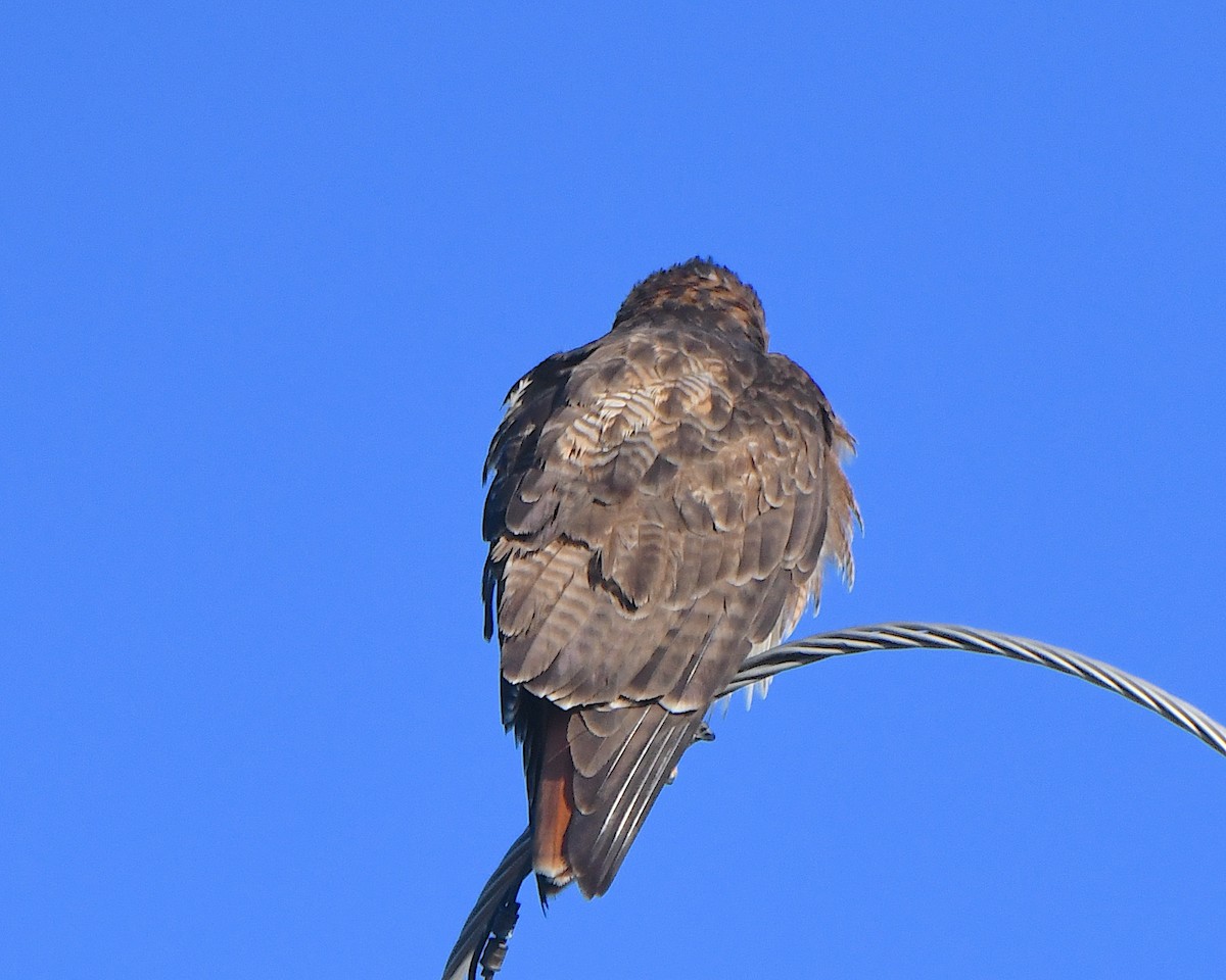 Red-tailed Hawk - ML646367828