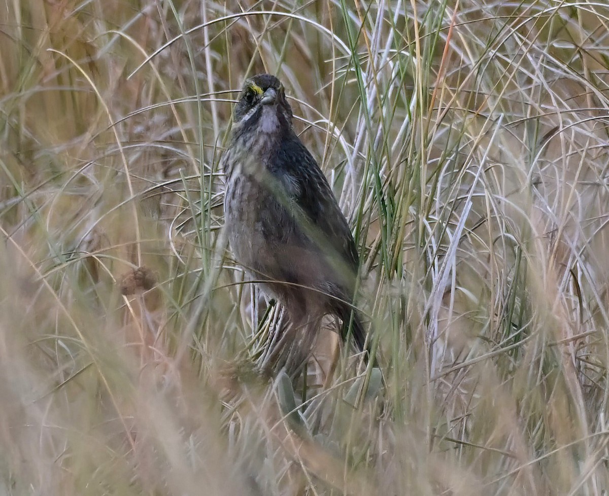 Seaside Sparrow - ML646367829