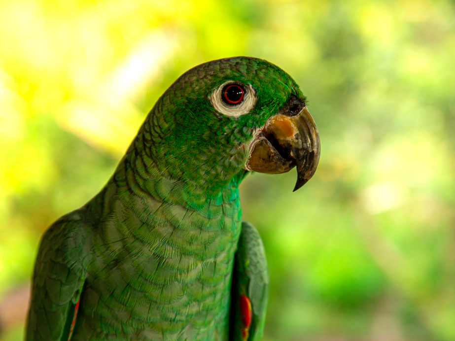 Mealy Amazon - ML646367830