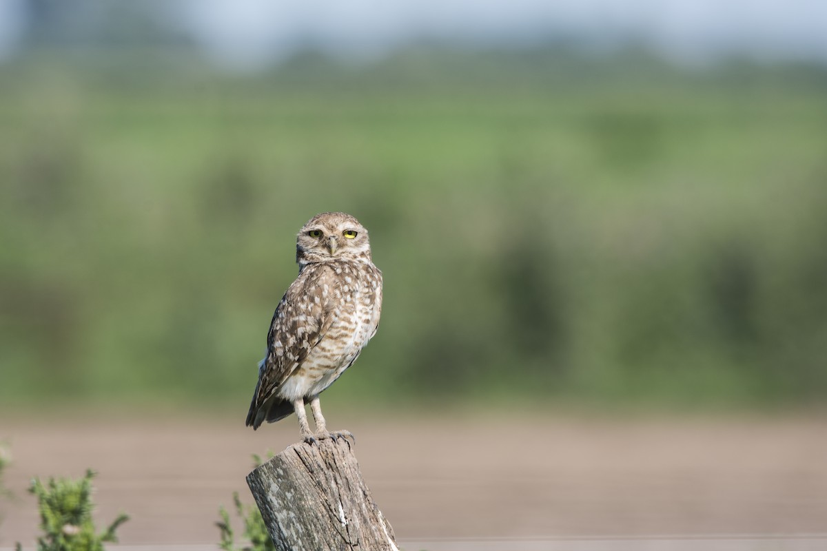 Burrowing Owl - ML646367831