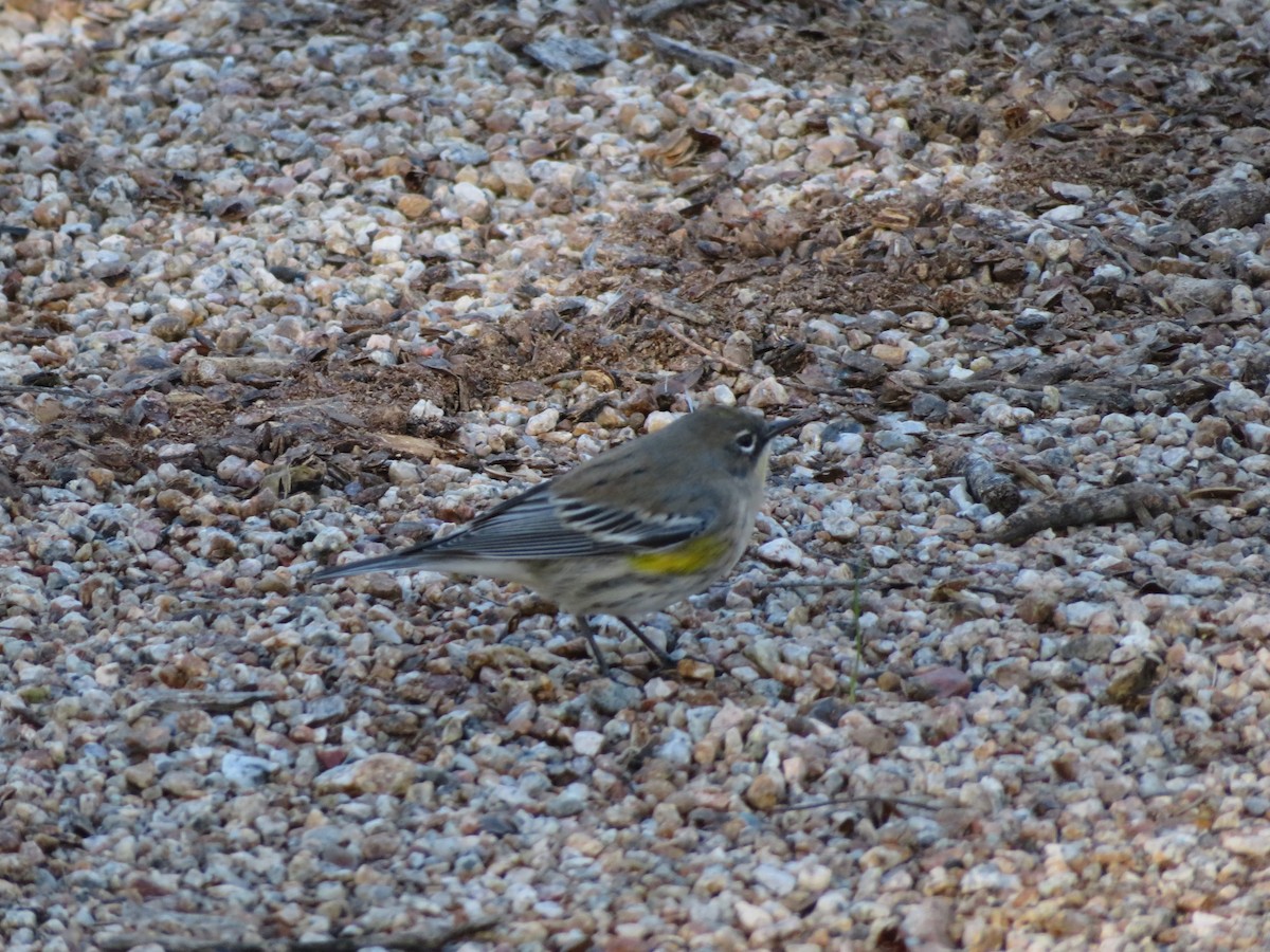 Yellow-rumped Warbler - ML646367832