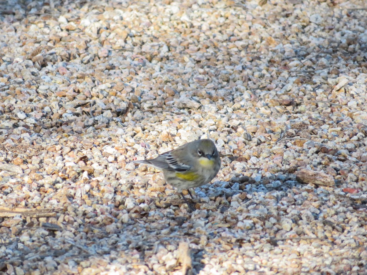 Yellow-rumped Warbler - ML646367833