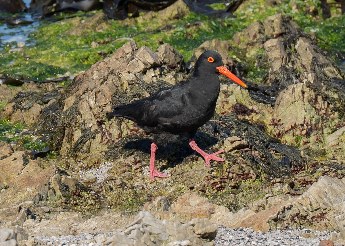 African Oystercatcher - ML646367834
