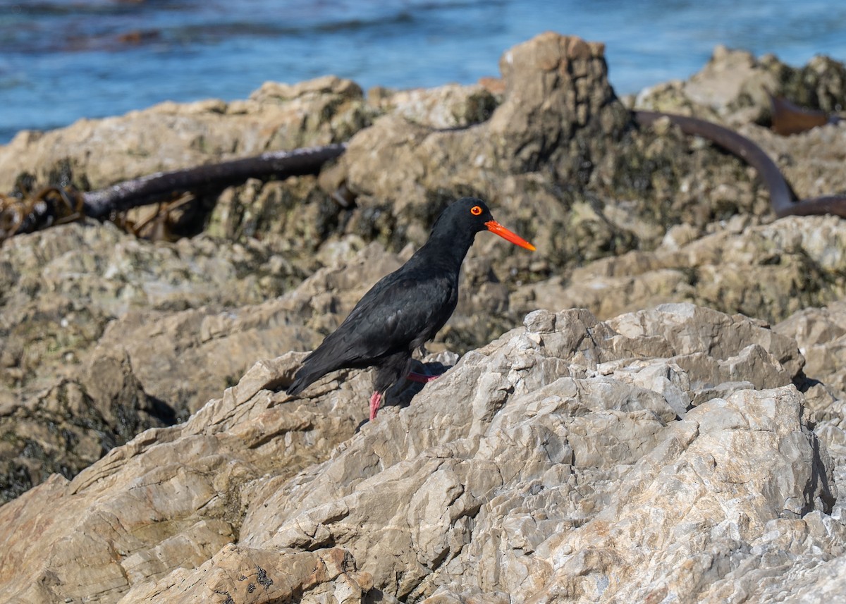 African Oystercatcher - ML646367835