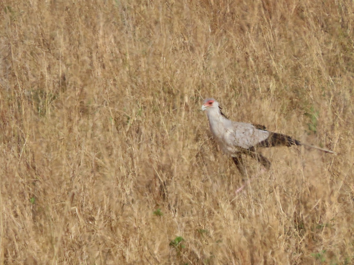 Secretarybird - ML646367836