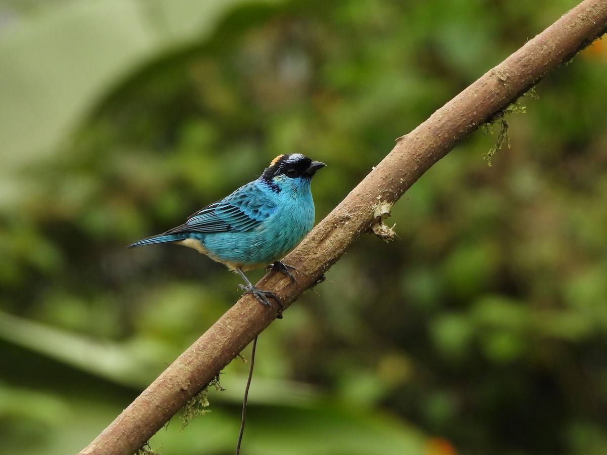 Golden-naped Tanager - ML646367843