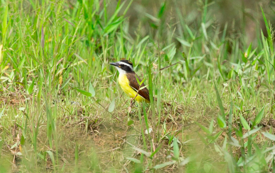 Great Kiskadee - ML646367845