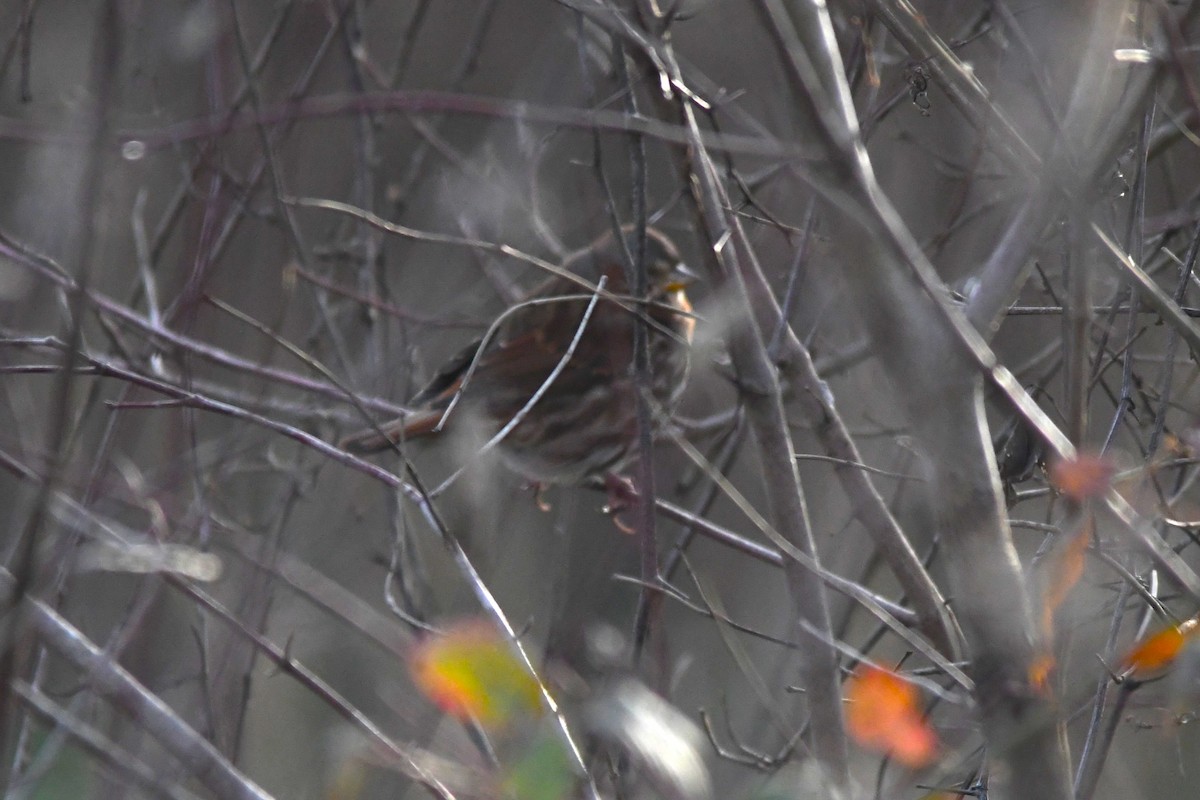 Fox Sparrow - ML646367846