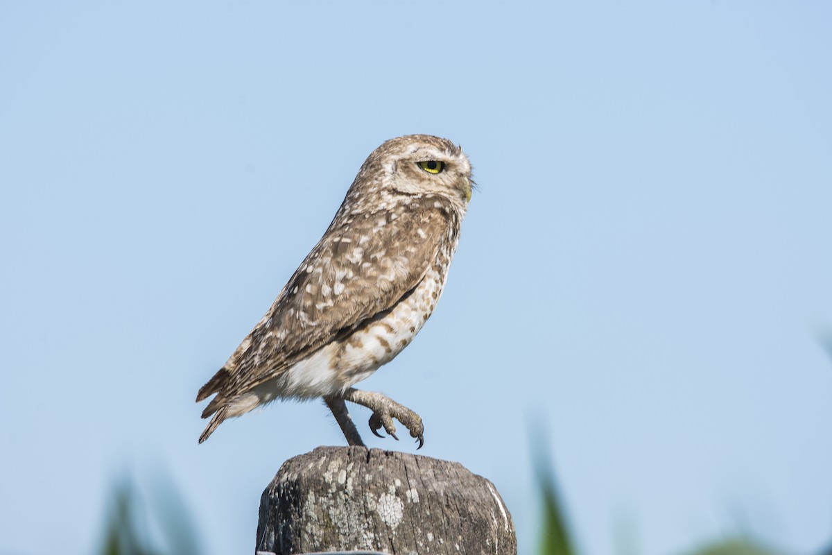 Burrowing Owl - ML646367847
