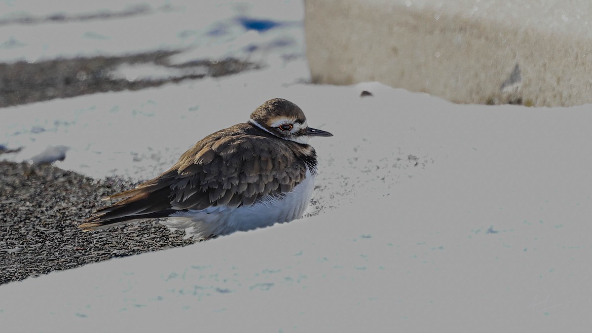 Killdeer - ML646367849