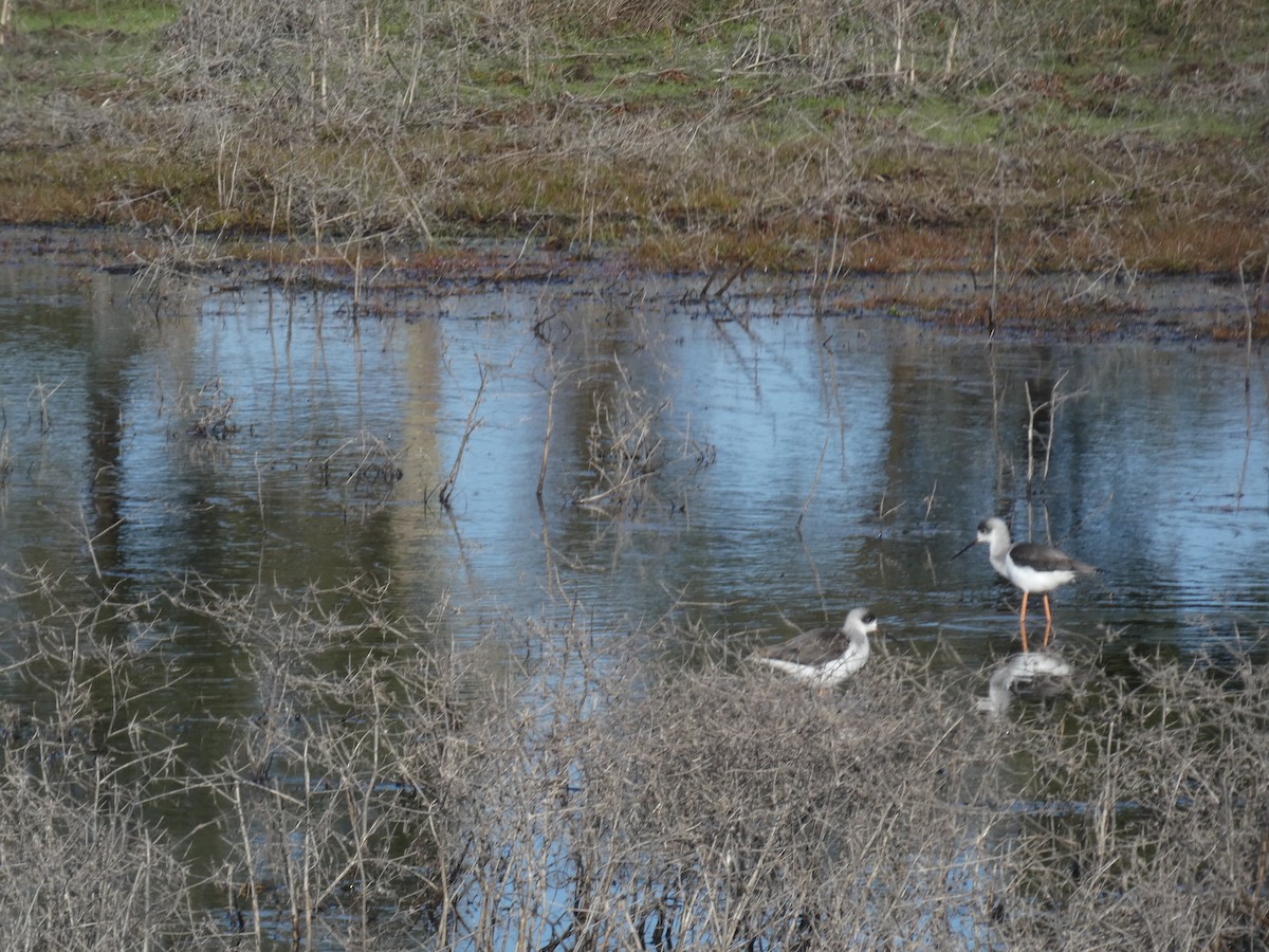 Black-winged Stilt - ML646367850