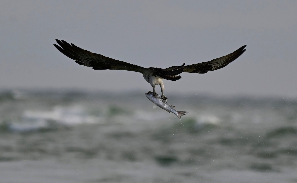 Osprey - ML646367851