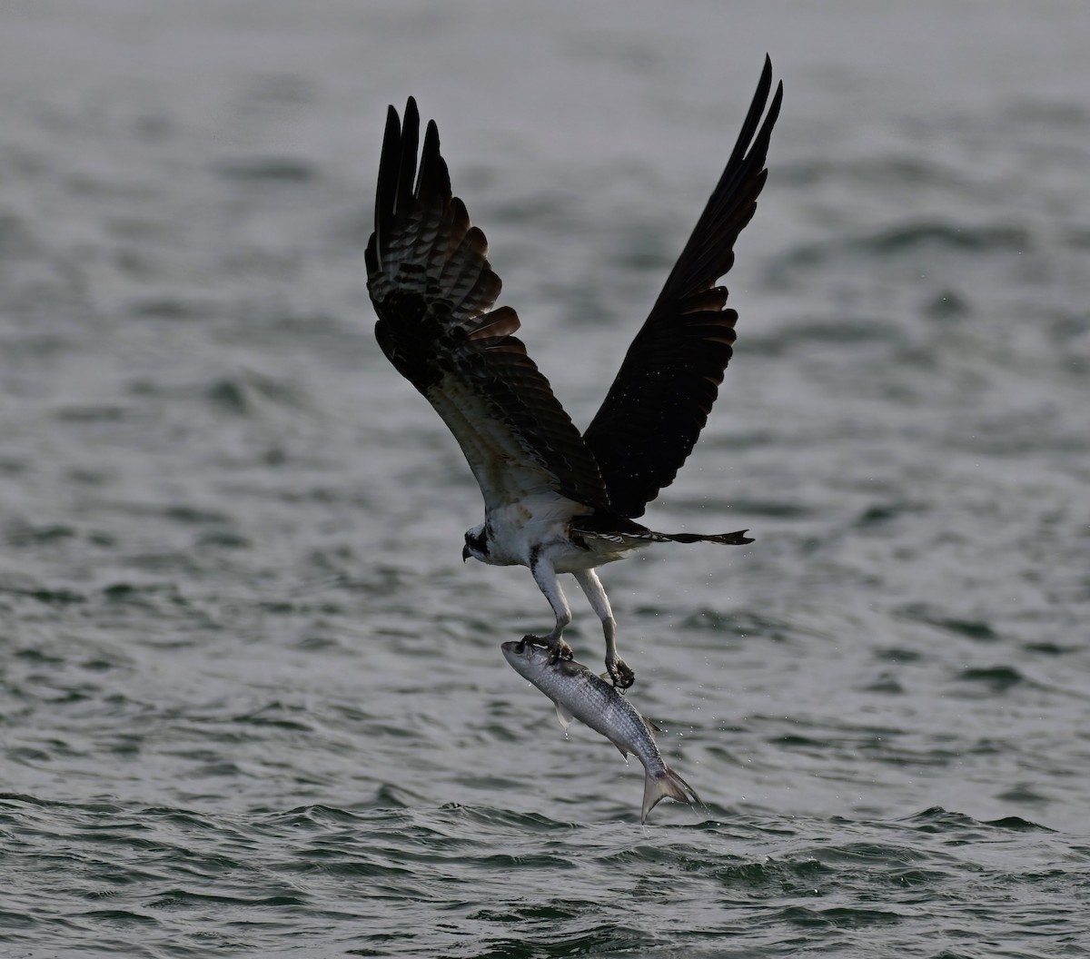 Osprey - ML646367852