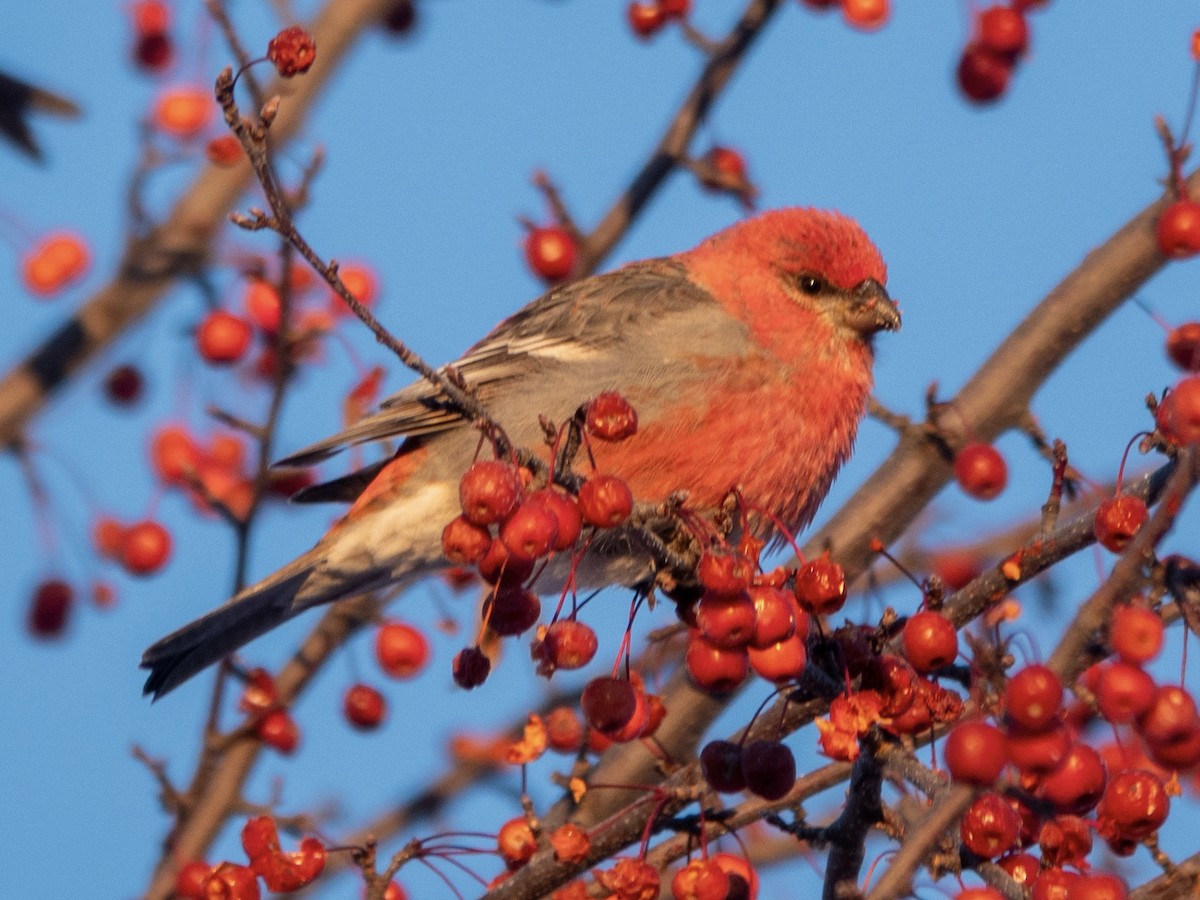ギンザンマシコ - ML646367853