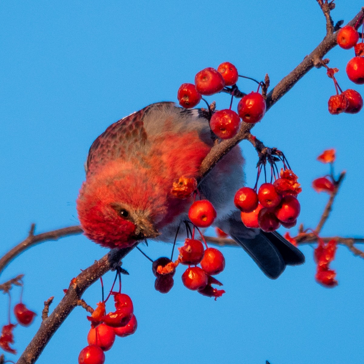 ギンザンマシコ - ML646367854