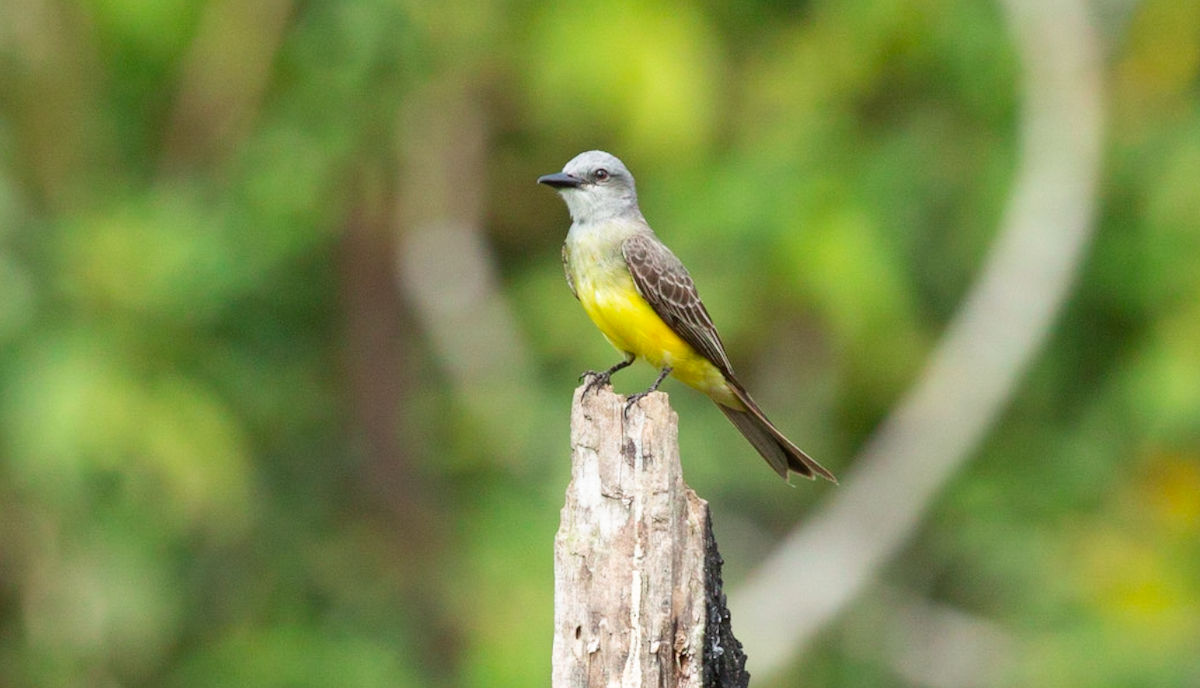 Tropical Kingbird - ML646367855
