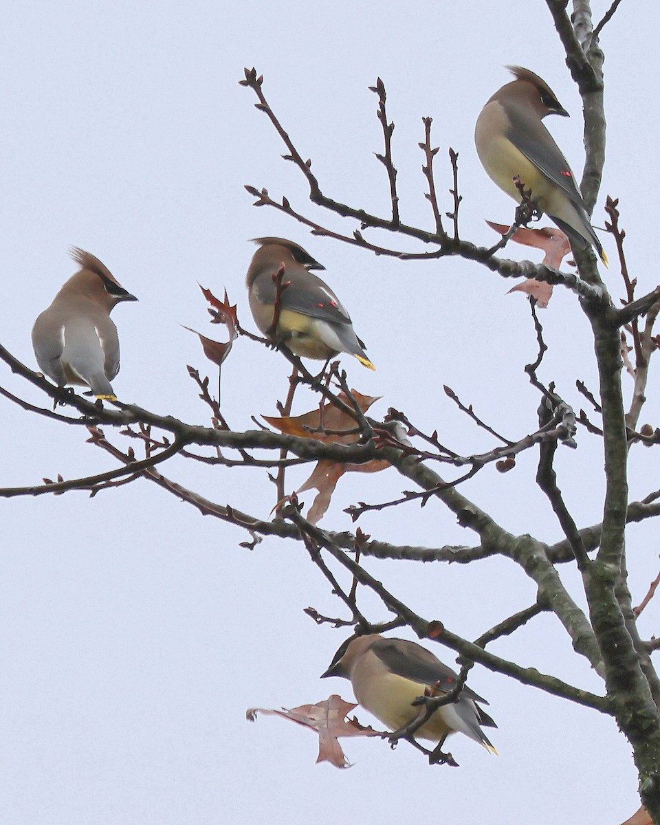 Cedar Waxwing - ML646367856