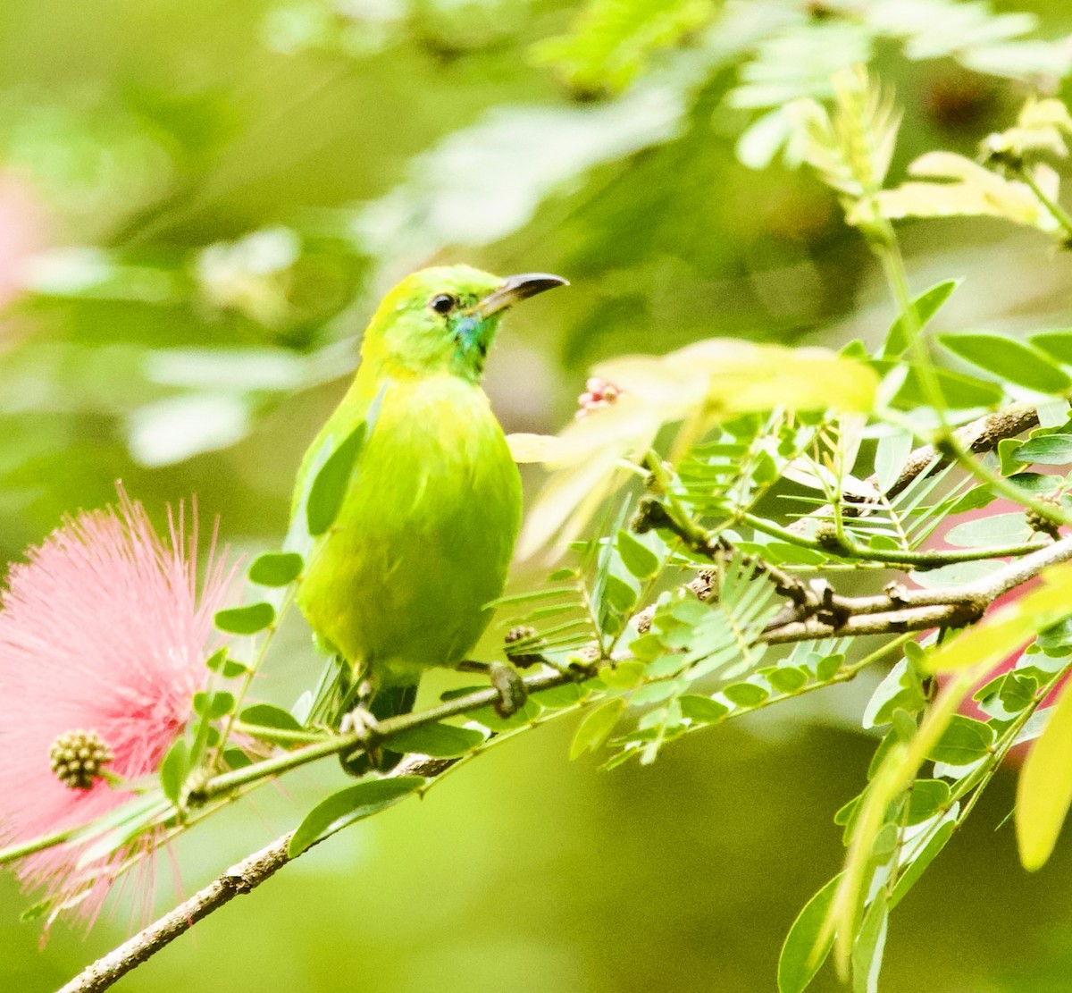 Blue-winged Leafbird - ML646367857
