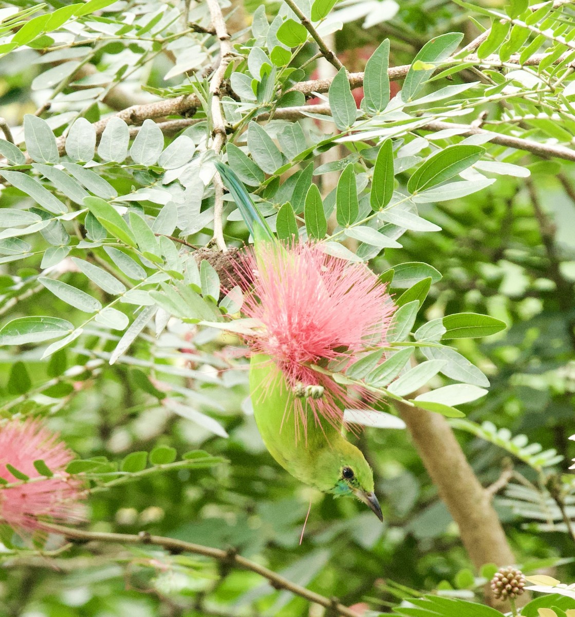 Blue-winged Leafbird - ML646367858
