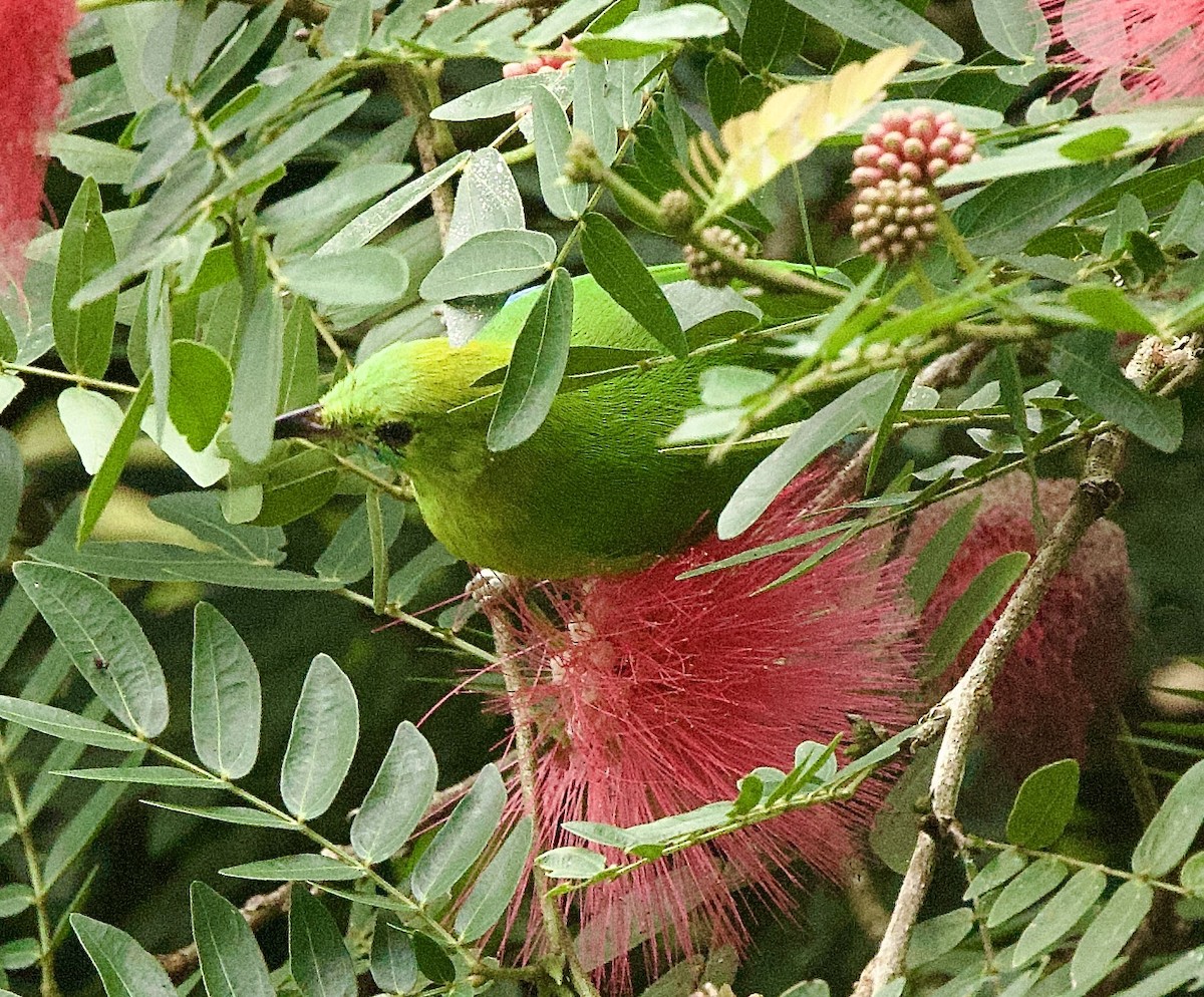 Blue-winged Leafbird - ML646367859