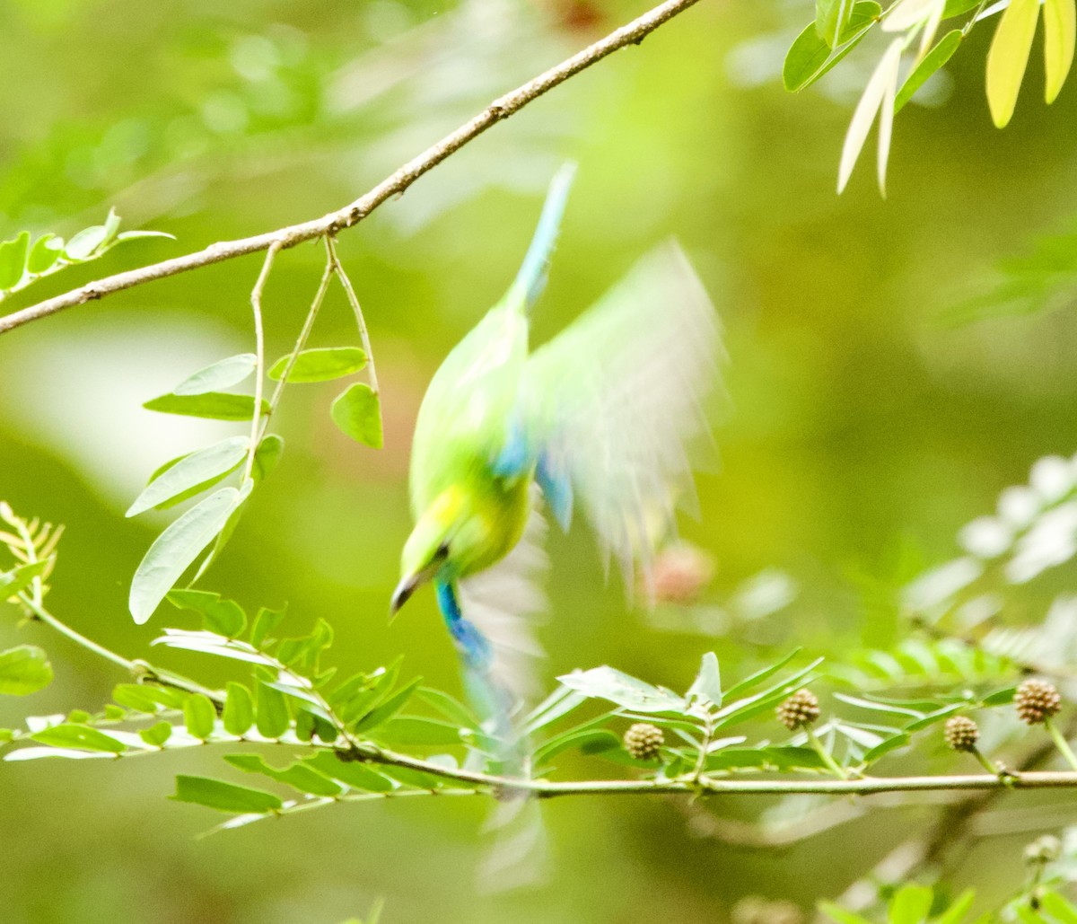 Blue-winged Leafbird - ML646367860