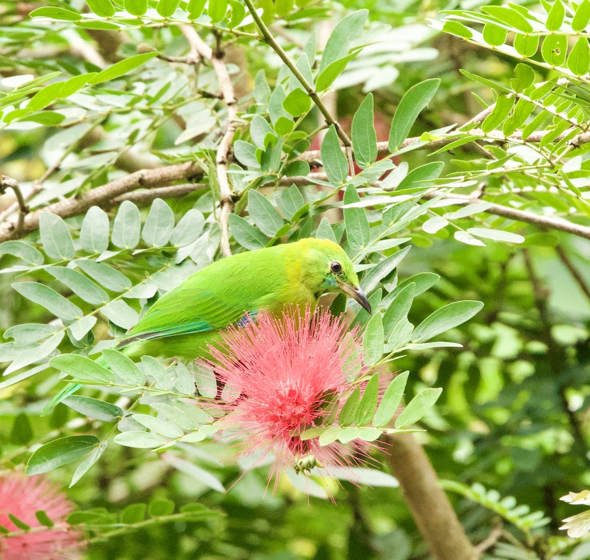 Blue-winged Leafbird - ML646367861