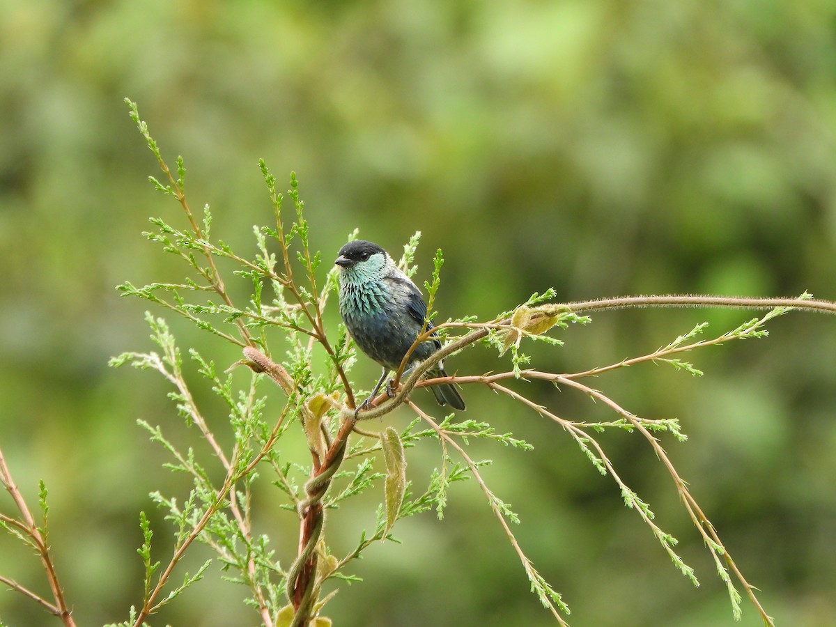 Black-capped Tanager - ML646367862