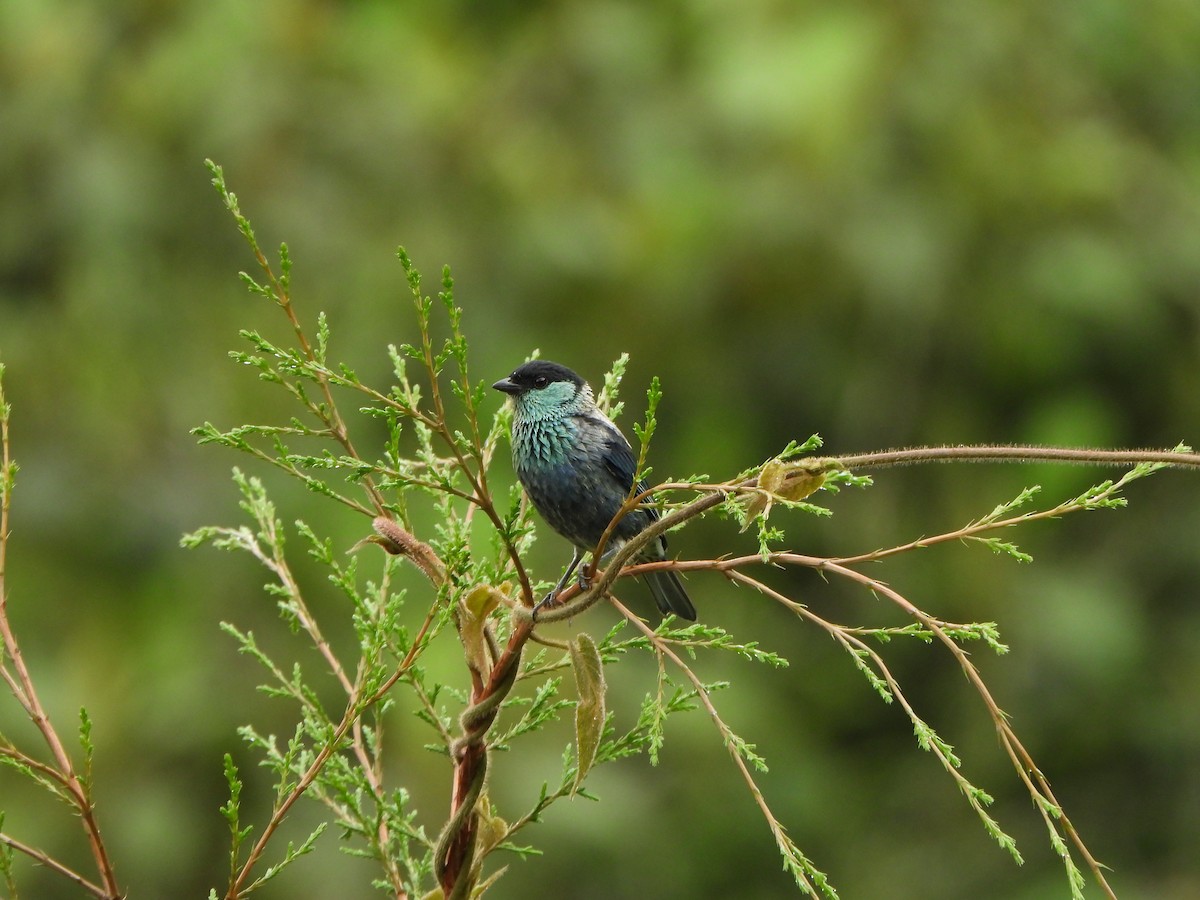 Black-capped Tanager - ML646367863
