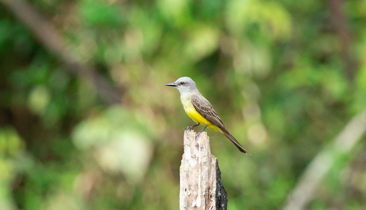 Tropical Kingbird - ML646367871