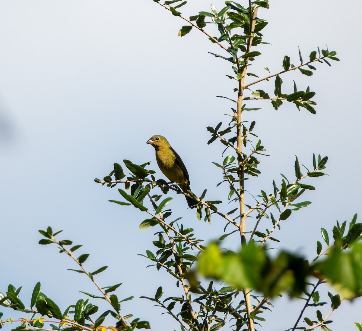 Painted Bunting - ML646367874