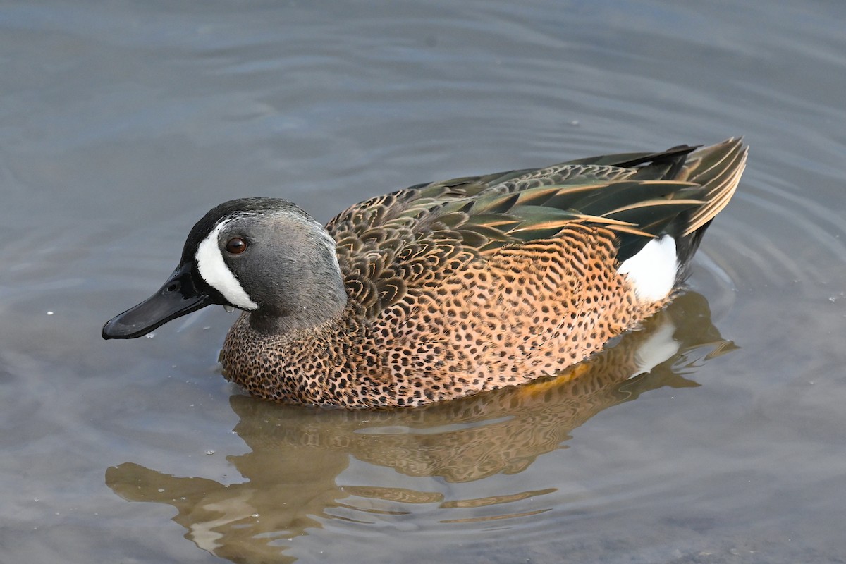 Blue-winged Teal - ML646367875