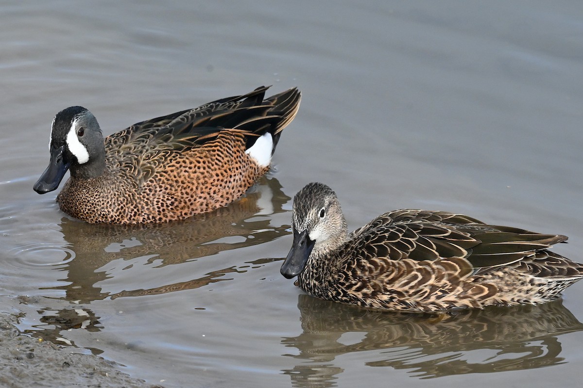 Blue-winged Teal - ML646367876