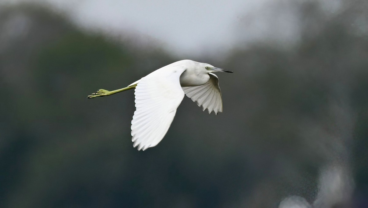 Little Blue Heron - ML646367877