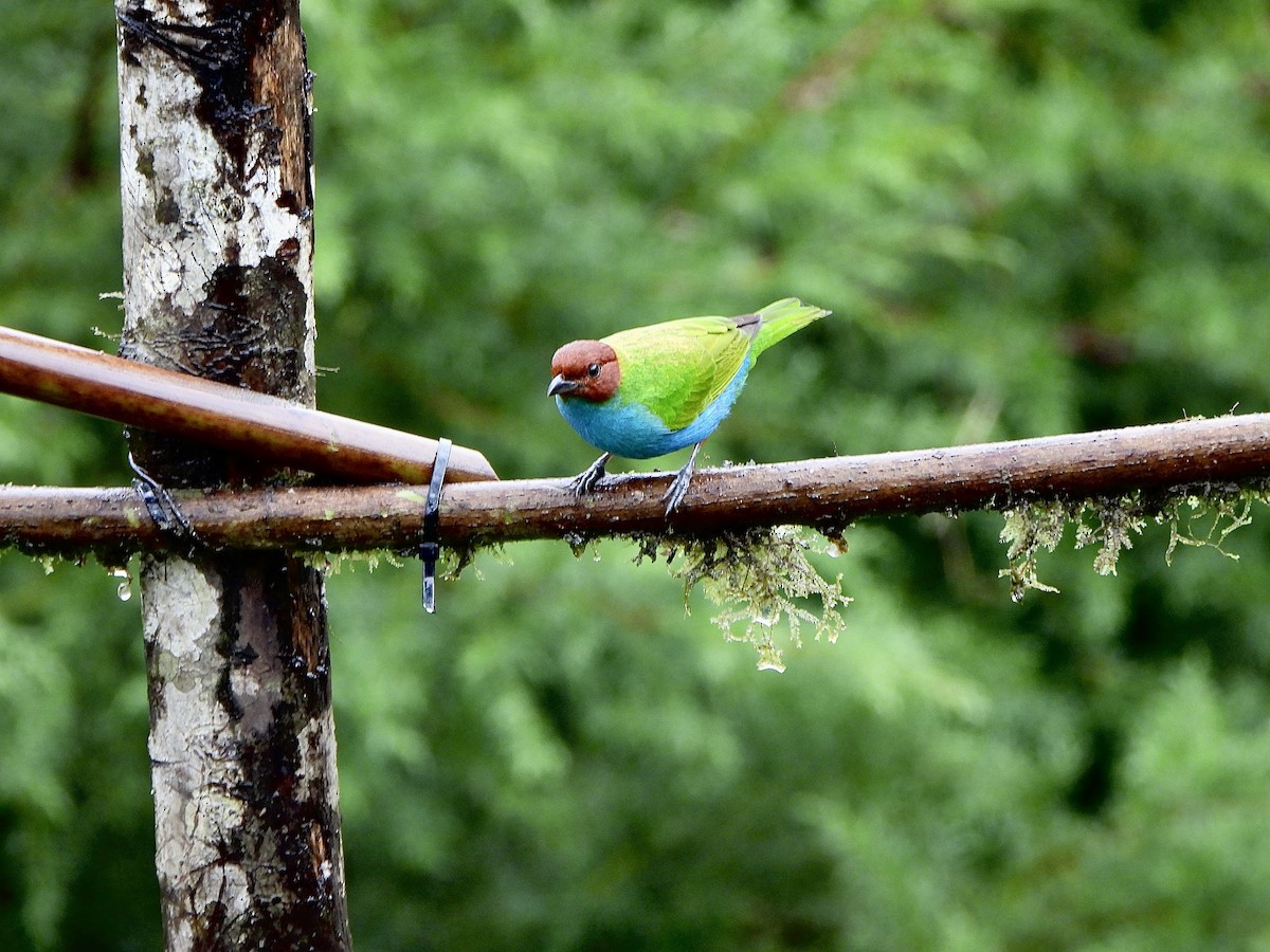 Tangara Cabecibaya - ML646367879