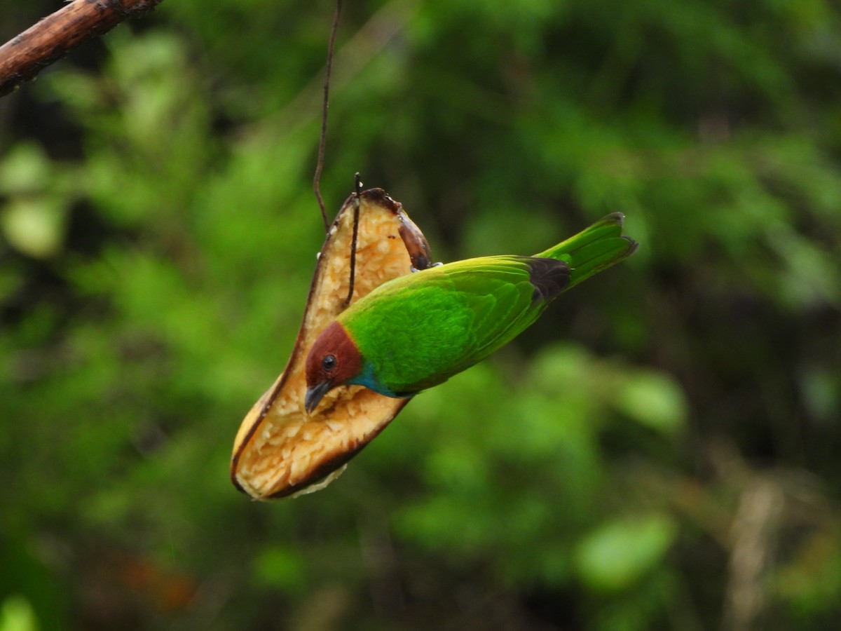 Tangara Cabecibaya - ML646367880