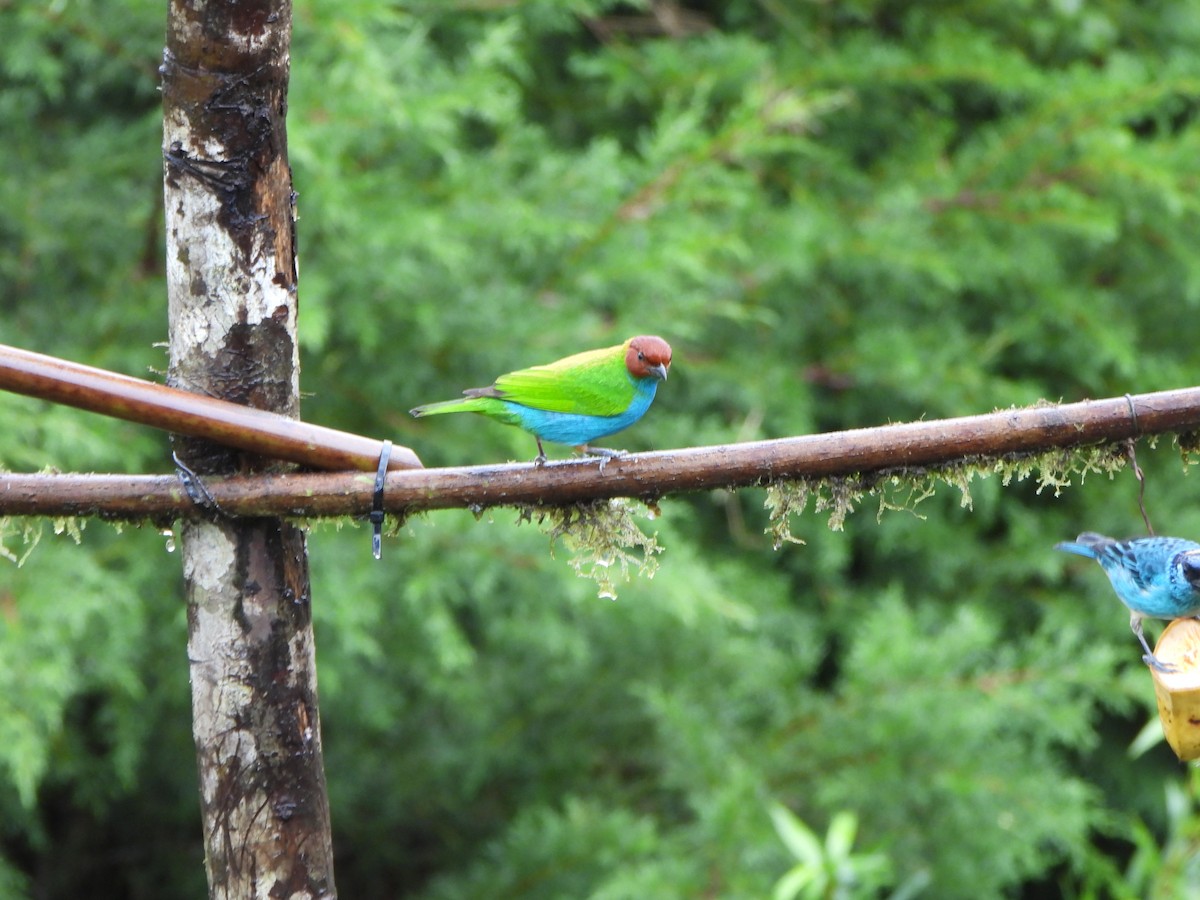 Tangara Cabecibaya - ML646367881