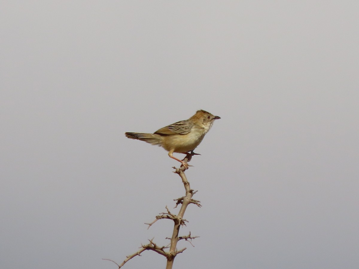 Rotscheitel-Zistensänger - ML646367883