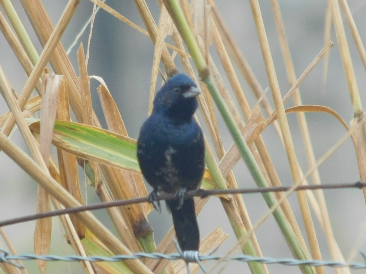 Blue-black Grassquit - ML646367885