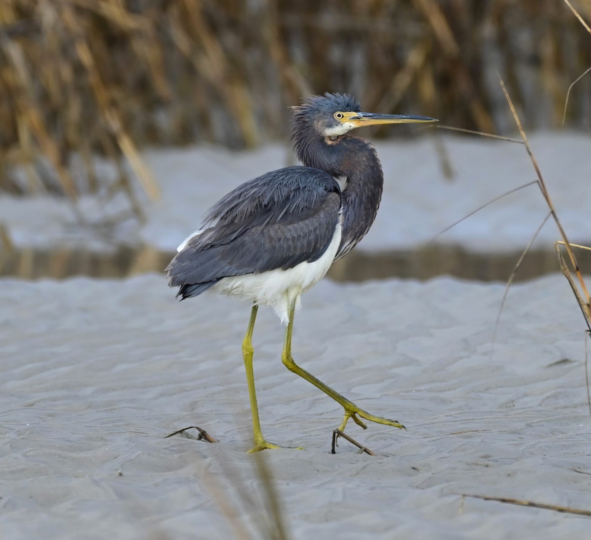 Tricolored Heron - ML646367886