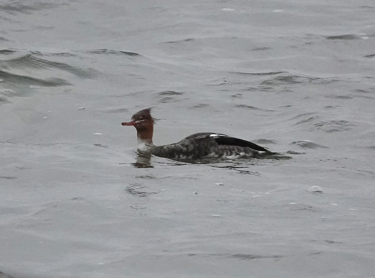 Red-breasted Merganser - ML646367890
