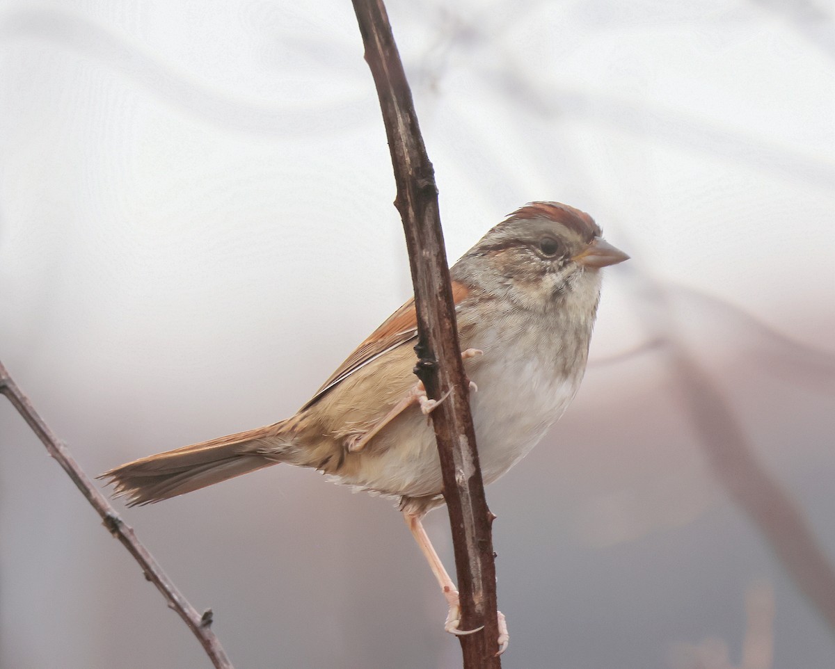 Swamp Sparrow - ML646367891