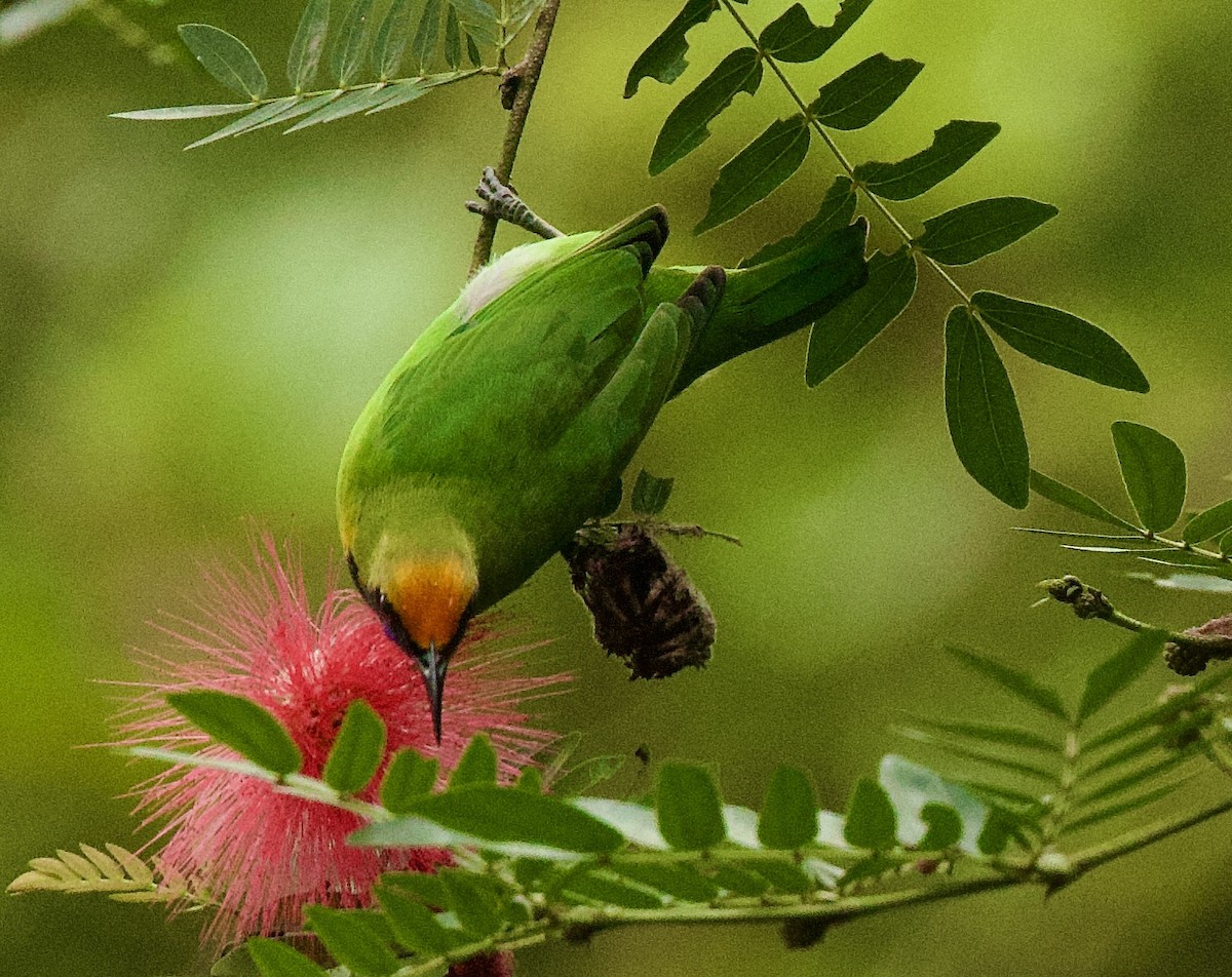 Golden-fronted Leafbird - ML646367892
