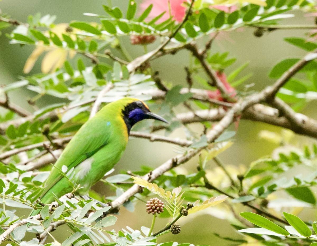 Golden-fronted Leafbird - ML646367893