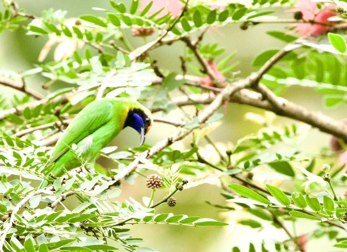 Golden-fronted Leafbird - ML646367894